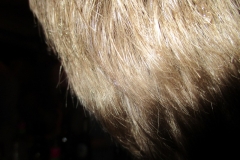 Plakdag 5-2-201700008